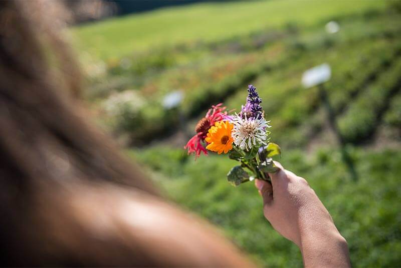 Tour alla malga Lanzwiesenalm